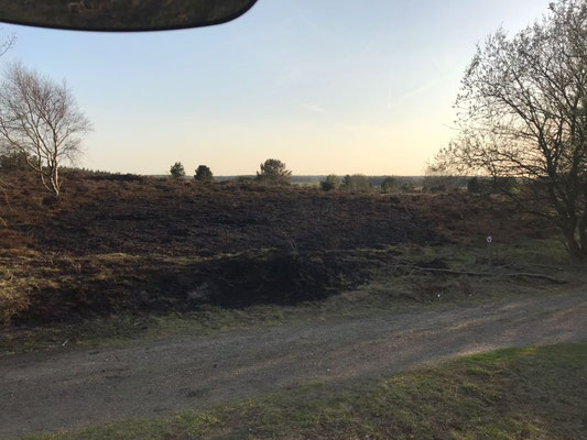 Gut 600 m2 verbrannte Heidefläche © Freiwillige Feuerwehr Cuxhaven-Duhnen