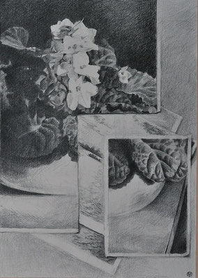 'Kaaps viooltje', pencil on paper, 65 x 50 cm (25.6 x 19.7 inch).