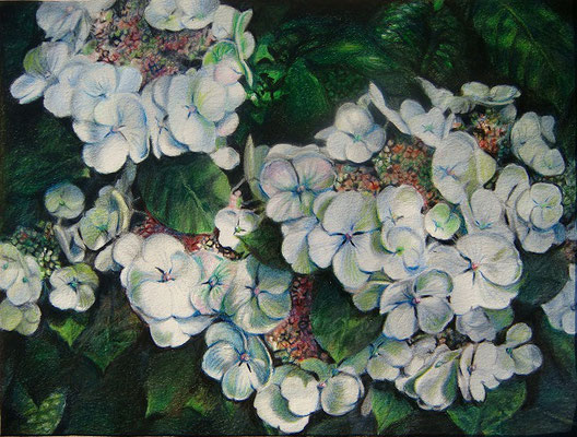 'Hortensia', coloured pencil on paper, 