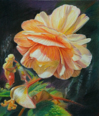 'Begonia', coloured pencil on papaer, 