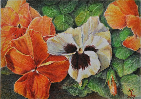 'Violets', coloured pencil on paper, 