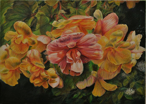 'Begonia'; coloured pencil on paper, 
