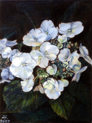 Hortensia 2, acryl on panael, 50 x 46 cm (19.7 x 18.1 inch).