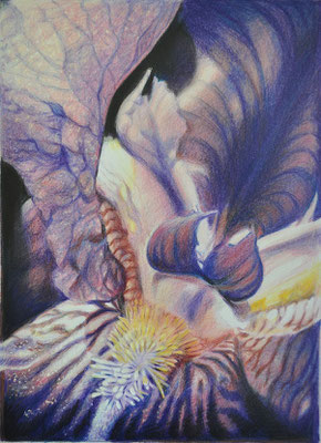 'Iris'; coloured pencil on paper, 