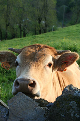 Aubrac gite à louer 