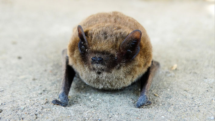 chauve souris , pipistrelle volette dans la nuit lotoise  lot quercy occitanie