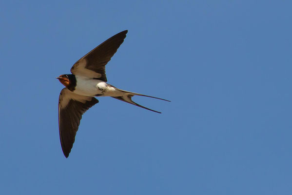 parfois hirondelle des villes parfois hirondelles de cheminée se voient dans le lot quercy occitanie