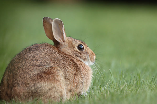 le lapin gambade lot quercy occitanie