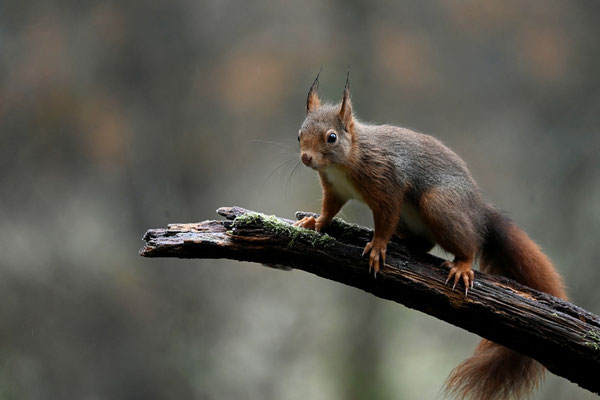 l'écureuil se voit parfois en lot quercy occitanie