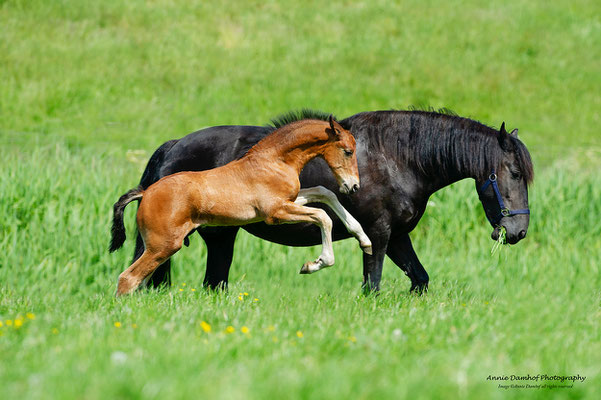 Veulen Petra Seelen v Don Enamorado geboren 2020  foto Annie Damhof