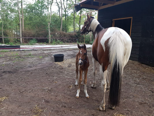 Hengstveulen jul 2019, Manouk Minneboo, V Don Enamorado