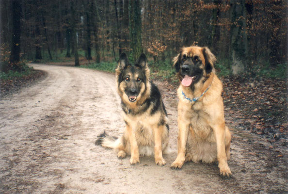 hundeschule-aargau-aisha-fina-nussbaumen