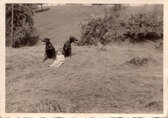 hundeschule-aargau-zeus-ari-brugg, Hundeschule, Hundetraining, Hundekurse, Hundeerziehung