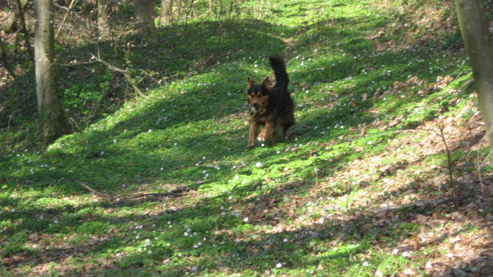 hundeschule-aargau-shandor-kirchdorf, Hundeschule, Hundetraining, Hundekurse, Hundeerziehung