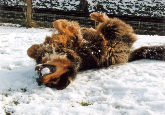 hundeschule-aargau-shandor-würenlos