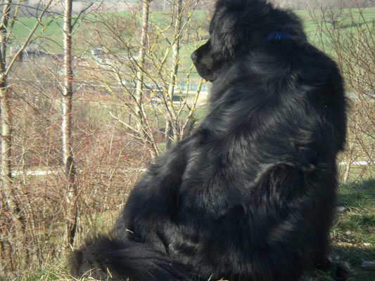 hundeschule-aargau-zorbas-ehrendingen, Hundeschule, Hundetraining, Hundekurse, Hundeerziehung