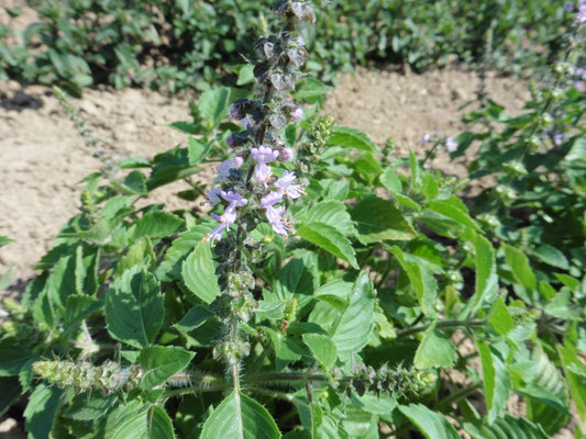 Tulsi (Heiliges Basilikum)