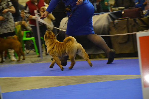 CACIB Киев 2015, Veskij Argument Golden Age of King -5,5 мес. BEST BABY!