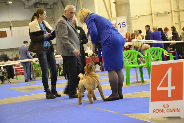 CACIB Киев 2015, Viva La Diva Golden Age of King -5,5 мес. Best Baby Female!