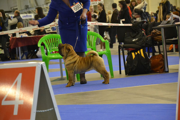 CACIB Киев 2015, Veskij Argument Golden Age of King -5,5 мес. BEST BABY!