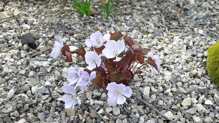 Jeffersonia dubia 