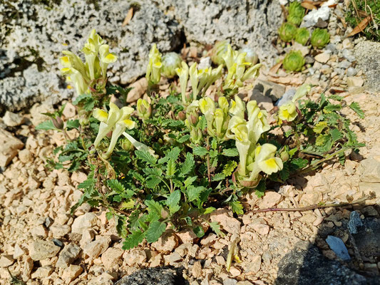 Scutellaria orientalis