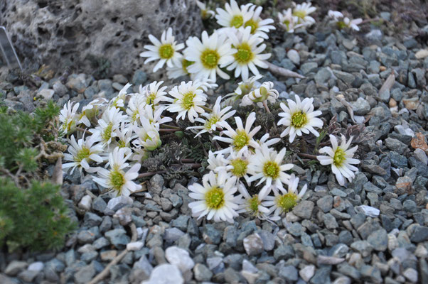 Calliathemum anemonoides  