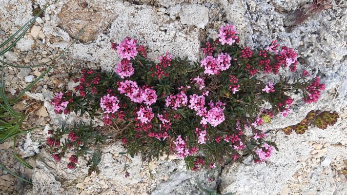 Daphne cneorum Rosmarin-Seidelpast   