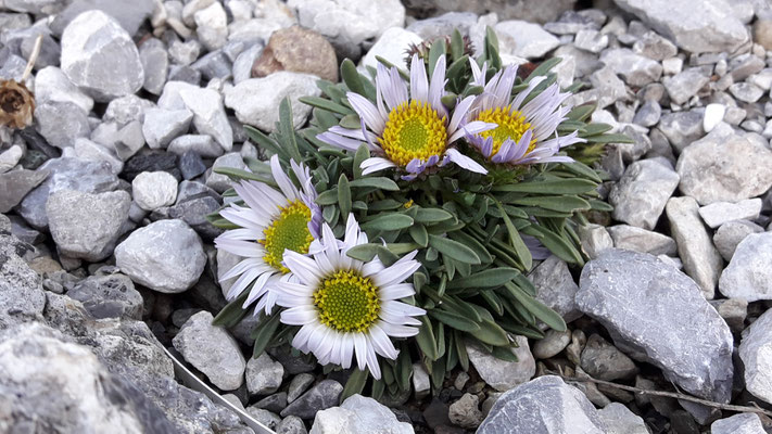 townsendia jonesii var. tumulosa 