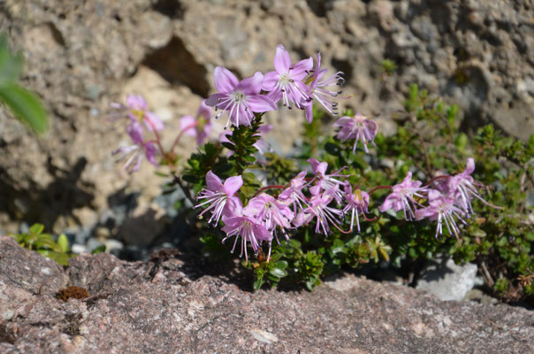 Rhododammnus chamaecistus Zwergalpenrose