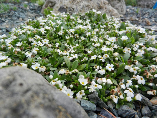 Myosotis decora