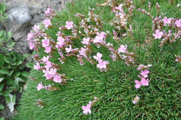 Acantholimon  glumaceum  Rubrun