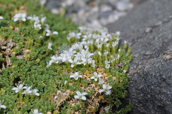 Arenaria Tetraquetra 