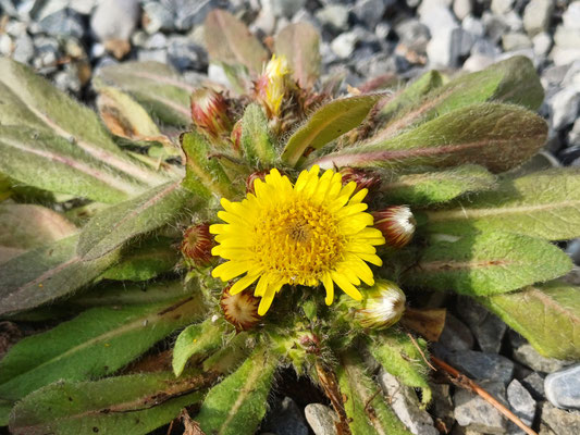 Inula rhizocephala