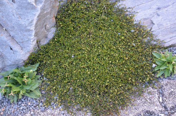 Mühlenbeckia axillaris  Schwarzfrüchtiger Drahtstrauch    