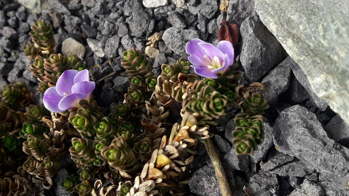 Chionohebe densifolia  