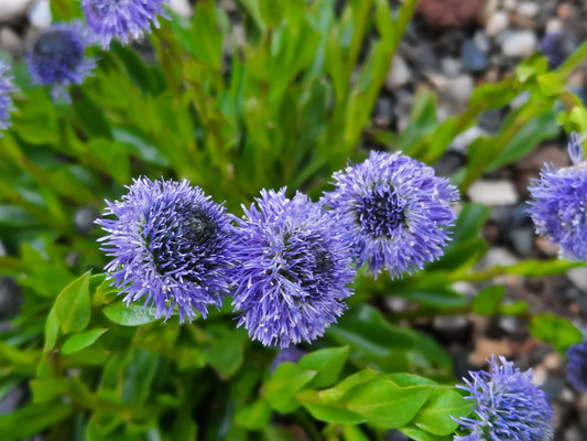 Globularia cordifolia Herzblättrige Kugelblume           (1)