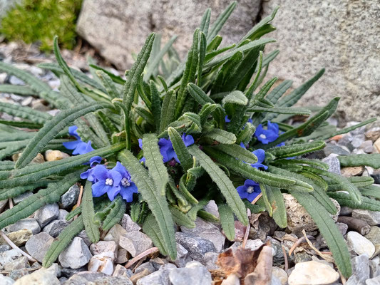Anchusa caespitosa Ochsenzunge 