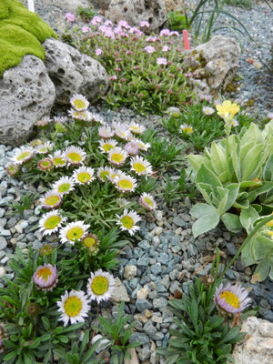 Townsendia hookeri