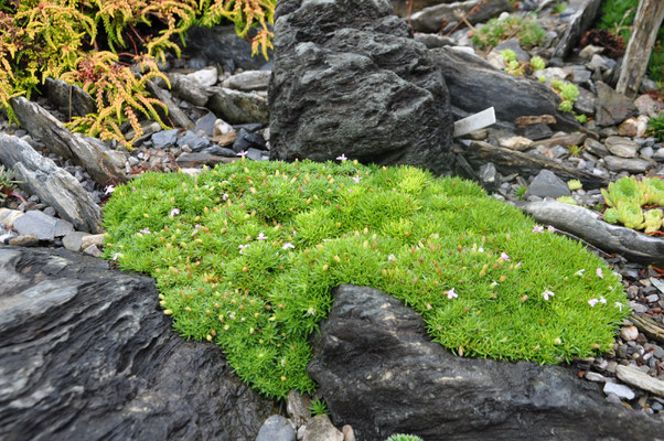Silene acaulis