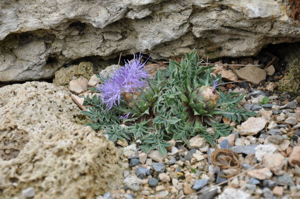 Carduncellus rhaoniticoides  Blaudistel