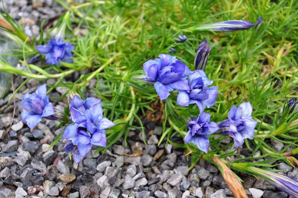 Gentiana sino ornata eugens allerbester