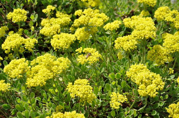 Eriogonum umbellatum   