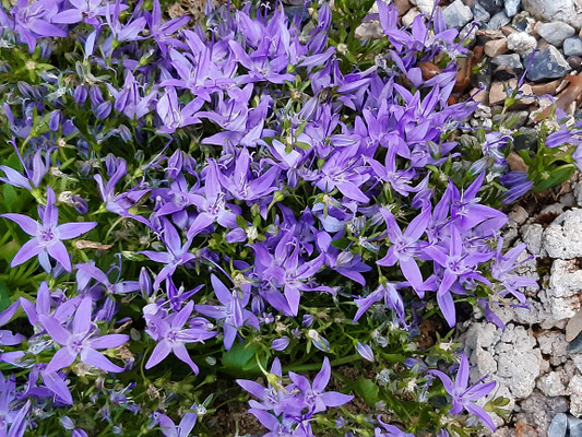 Campanula istriaca 