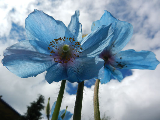 meconopsis betonicifolia  