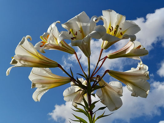 lilium regale