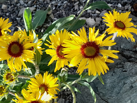 Gaillardia aristata Kokardenblume