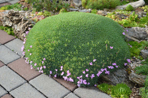 Dianthus erinaceus