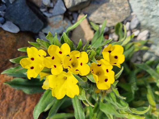 Arnebia pulchra phrophetenblume