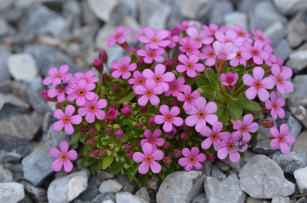 Androsace cillata 